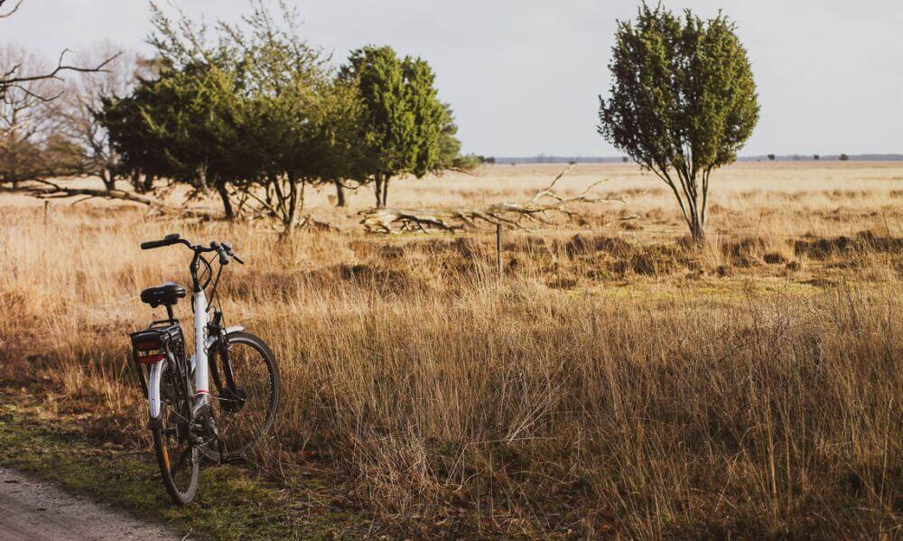Fahrrad am Wegrand vor kleinen Bäumen