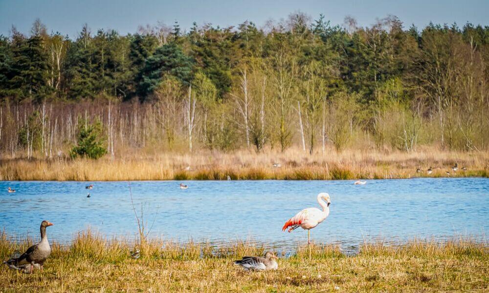 Flamingo und Gans am Wasser