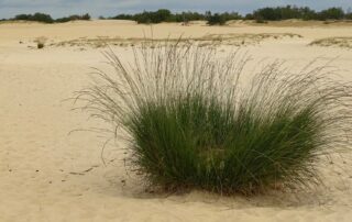 Dünen in einem Nationalpark in den Niederlanden