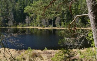 Dunkler See. Herrenwieser See im Nordschwarzwald