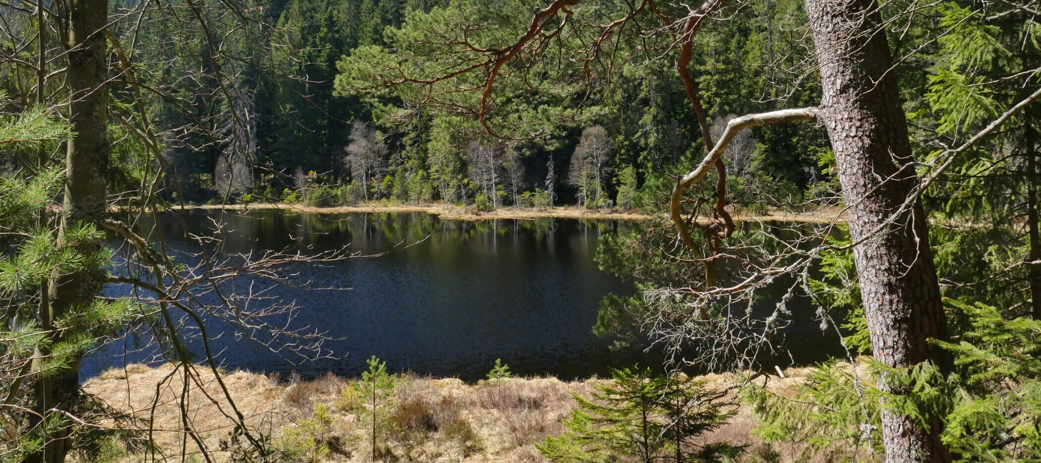 Dunkler See. Herrenwieser See im Nordschwarzwald