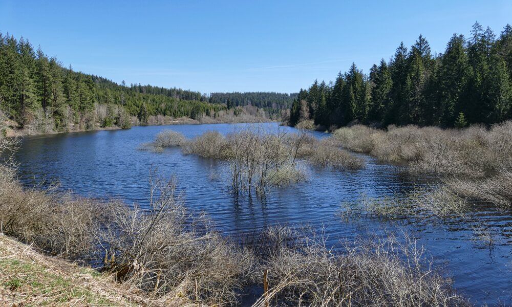 Schwarzenbachtalsperre umgeben von Wald