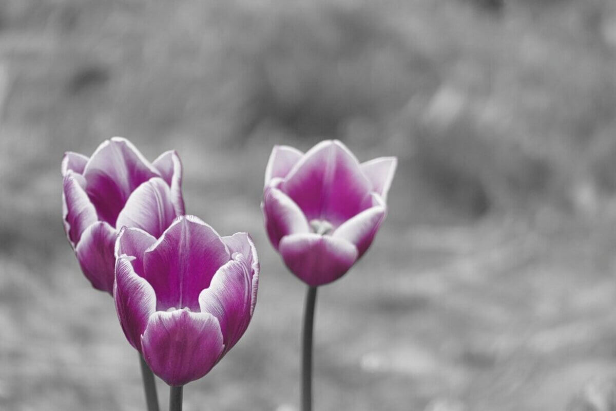 Lila Tulpen vor grauem Hintergrund