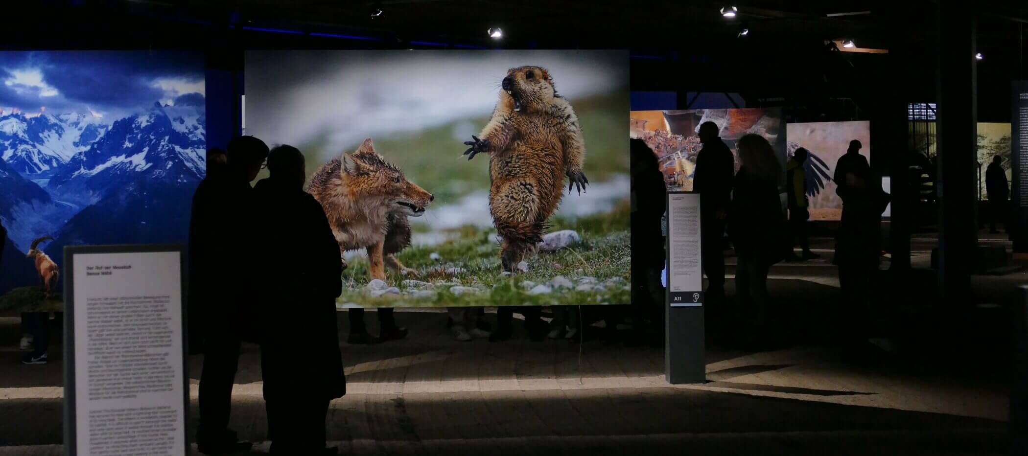 Bilder von Ausstellung "Das zeberechliche Paradies" im Gasometer Oberhausen. Zu sehen: Murmeltier mit Fuchs