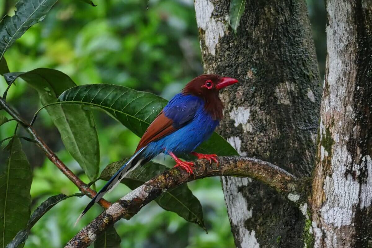 blau-rot-brauner Vogel