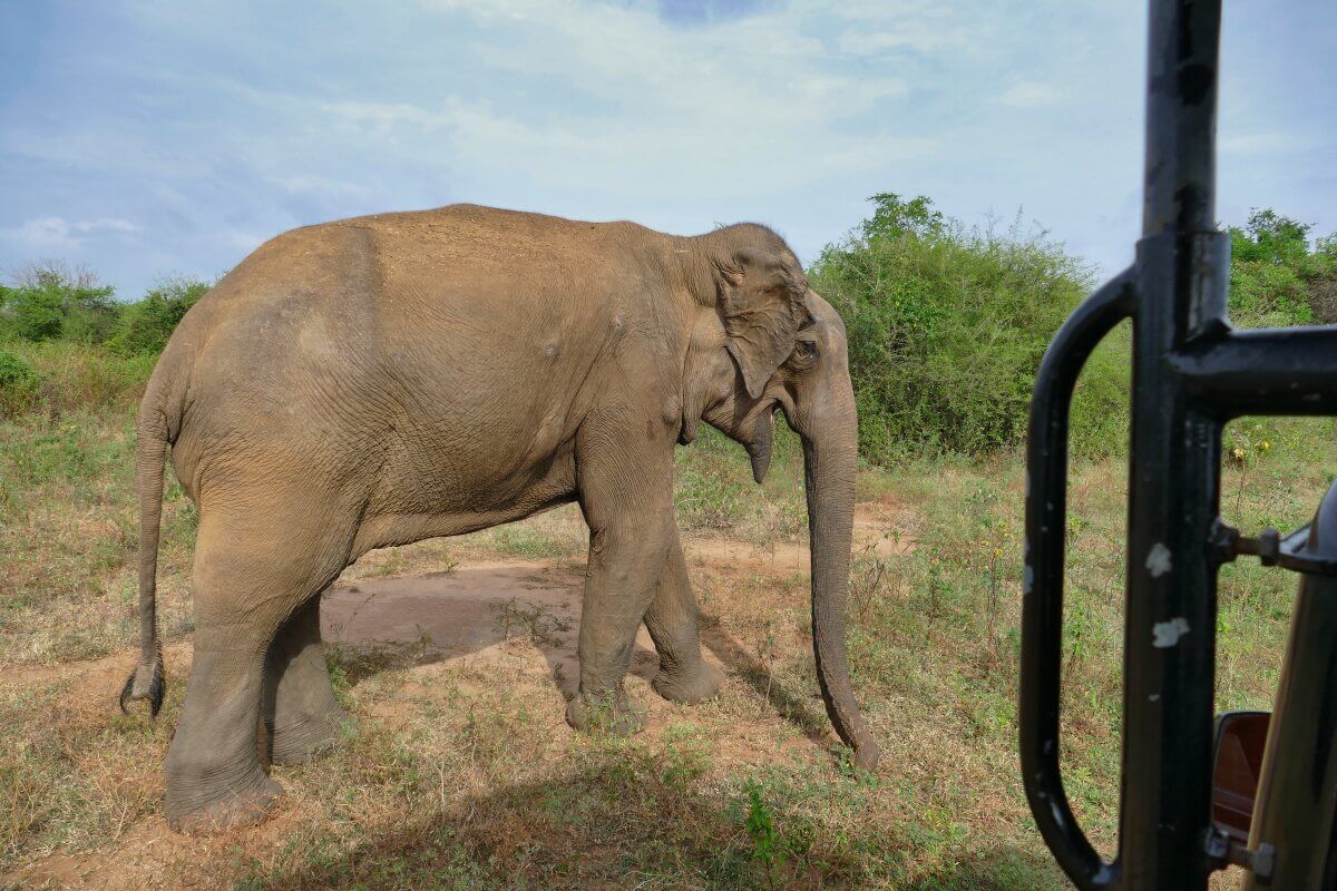 Elefant steht direkt neben dem Auto
