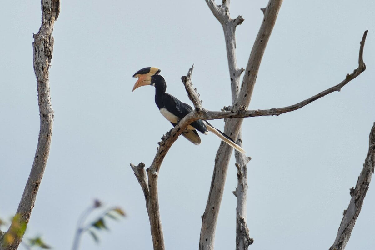 Vogel mit Horn auf dem Kopf