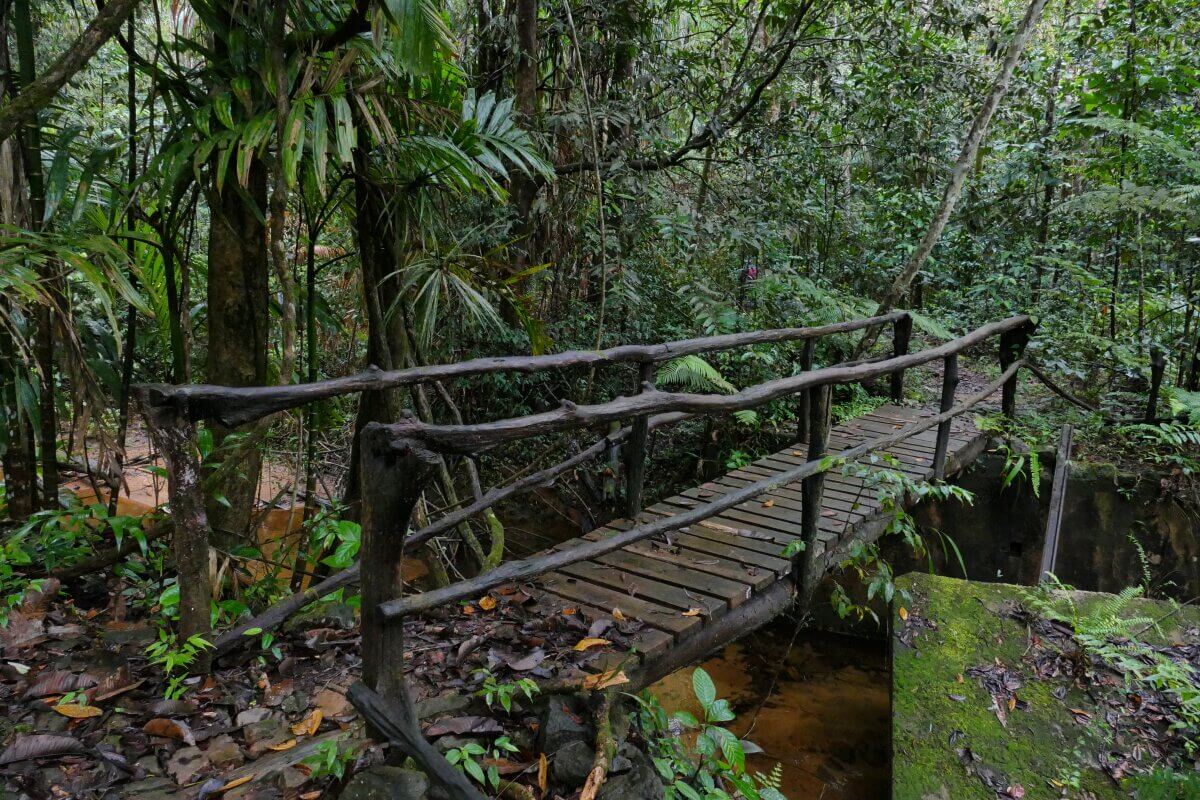 Holzbrücke im Dschungel