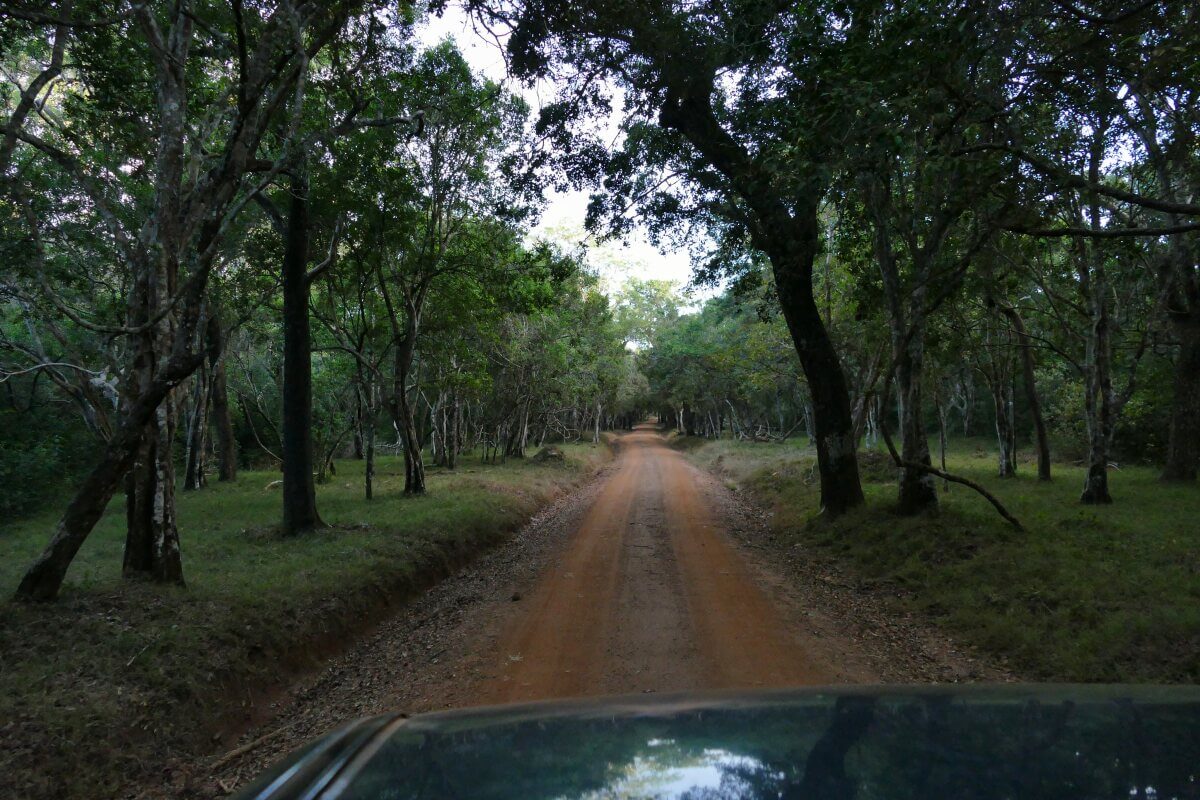 Blick aus dem Jeep, Weg durch den Wald 