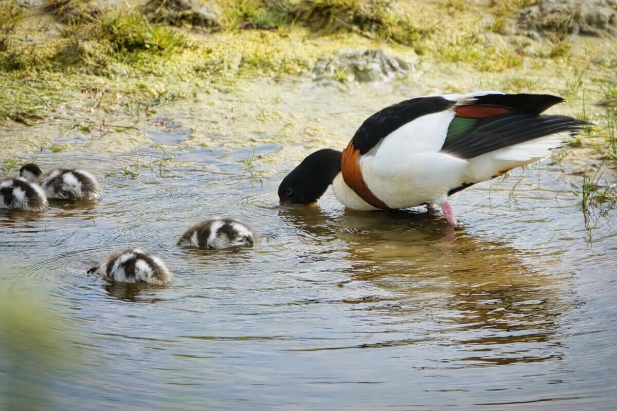 Brandgans-Küken und Mutter-Gans