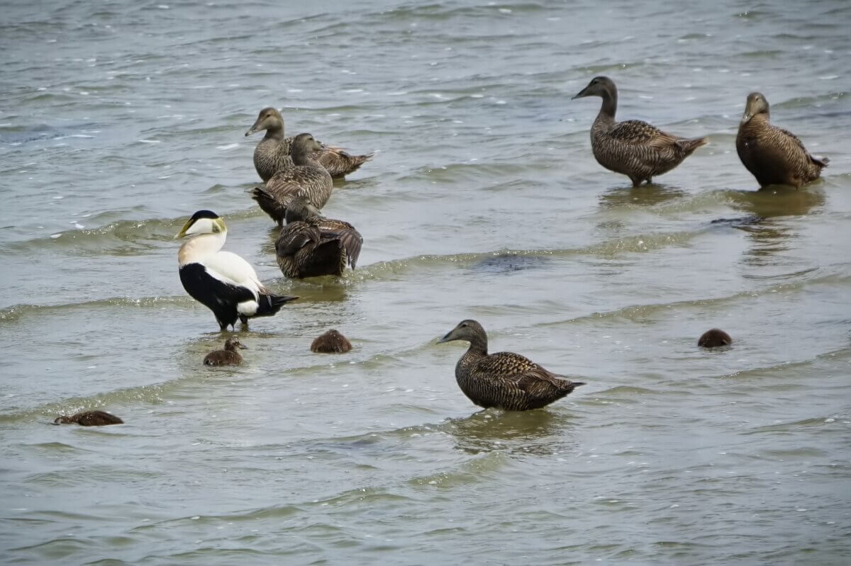 Eiderenten im Wasser