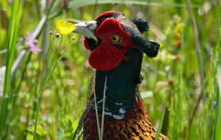 Fasan auf Texel - Birdwatching