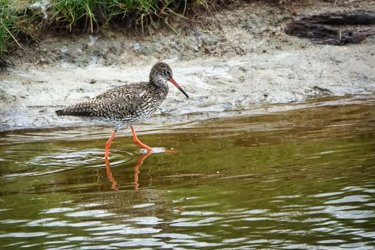 Rotschenkel im Wasser