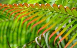 rot-grünes Blatt im Regenwald Sinharaja