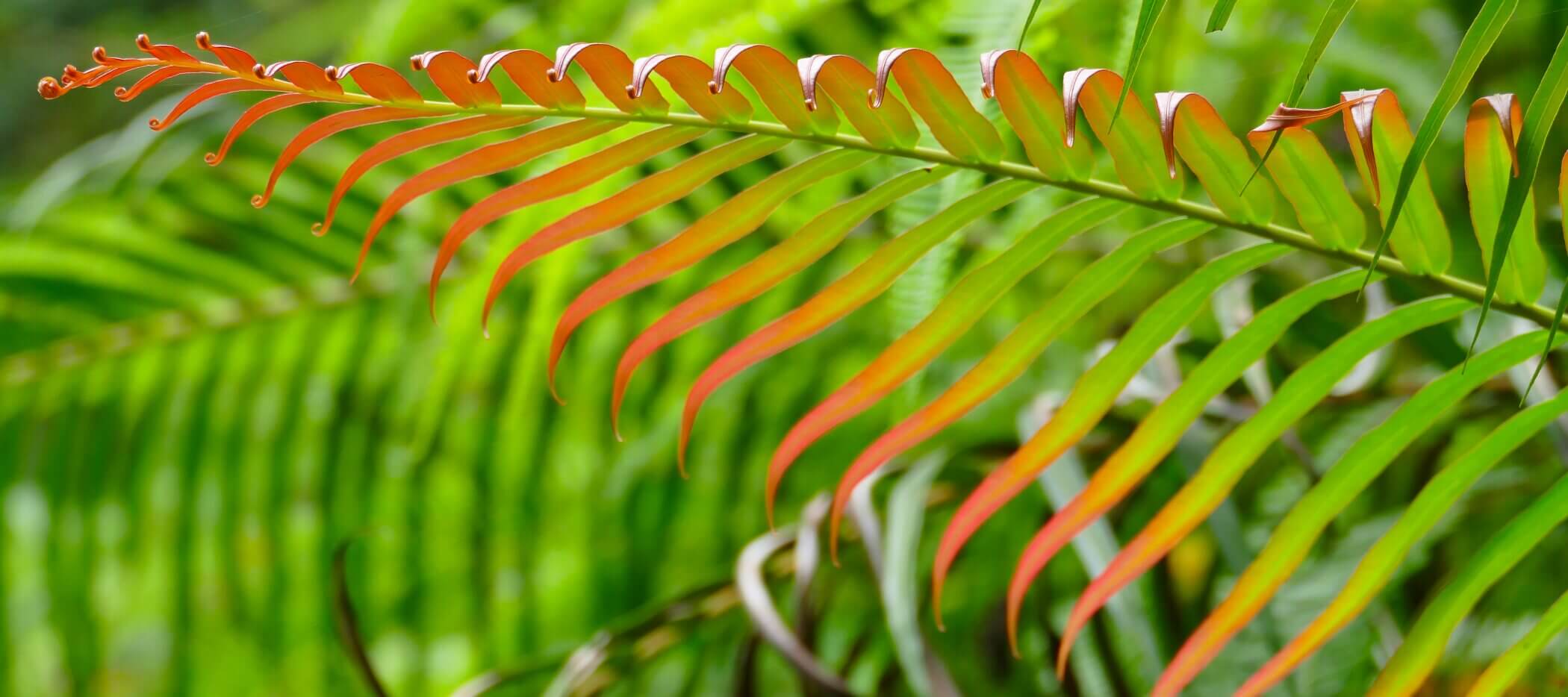 rot-grünes Blatt im Regenwald Sinharaja