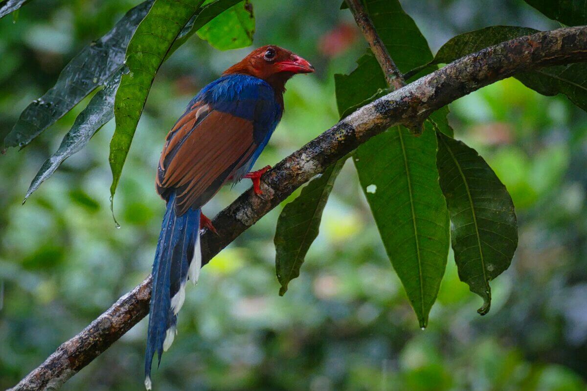Blau-roter Vogel