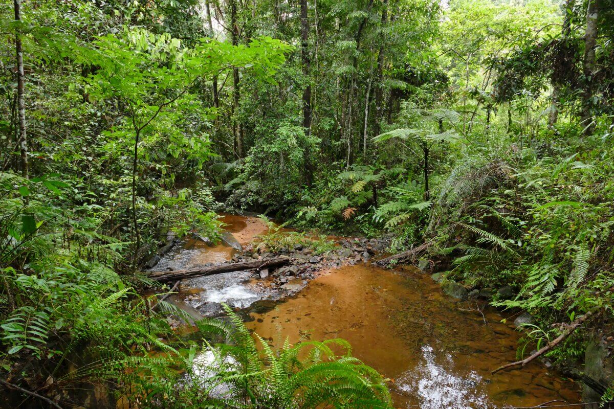 Fluss im Sinharaja Regenwald.
