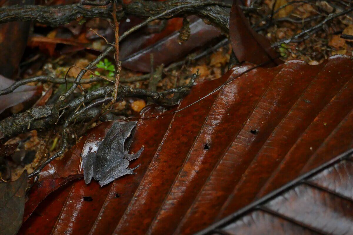 Grauer Frosch auf rotem Blatt