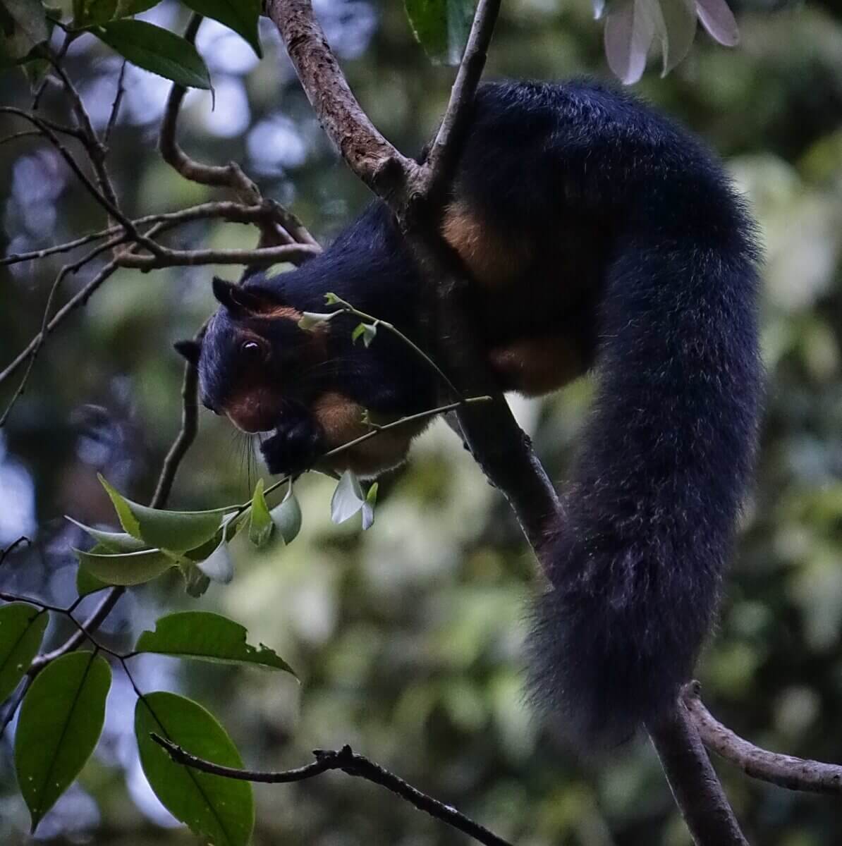 Riesenhörnchen auf einem Baum