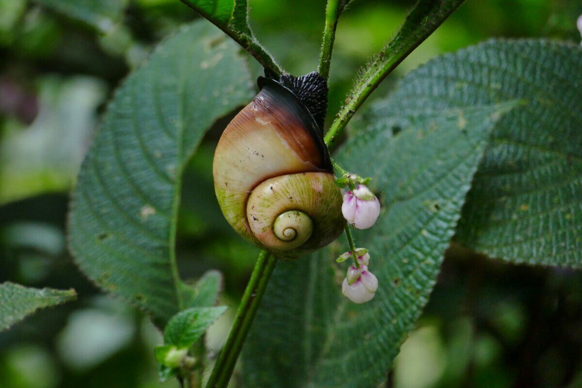 Schneckenhaus an einer Blüte