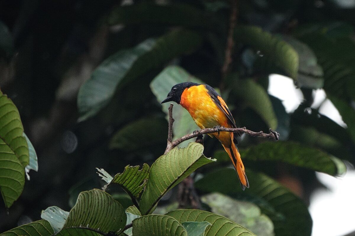 Orangefarbener kleiner Vogel