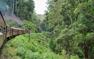 Ausblick auf Dschungel beim Bahnfahren in Sri Lnaka