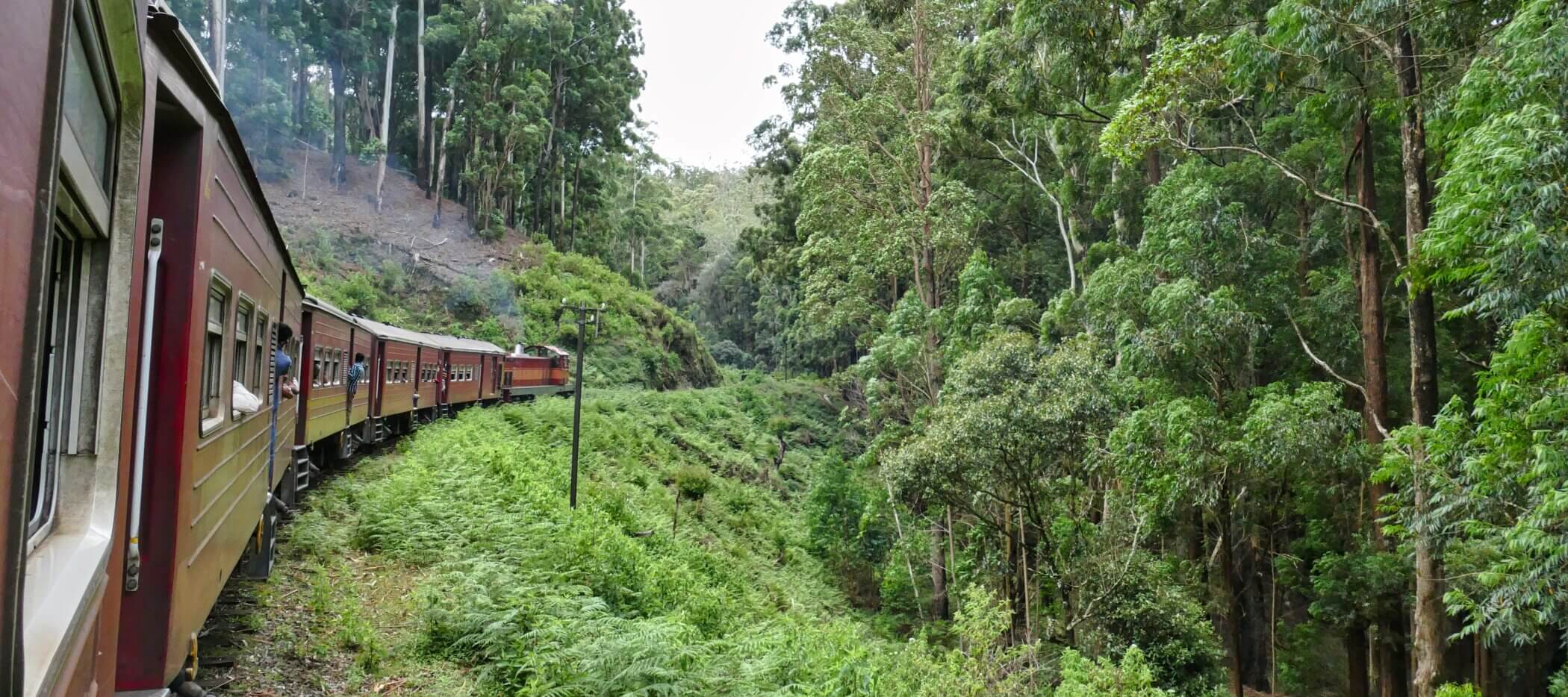 Ausblick auf Dschungel beim Bahnfahren in Sri Lnaka