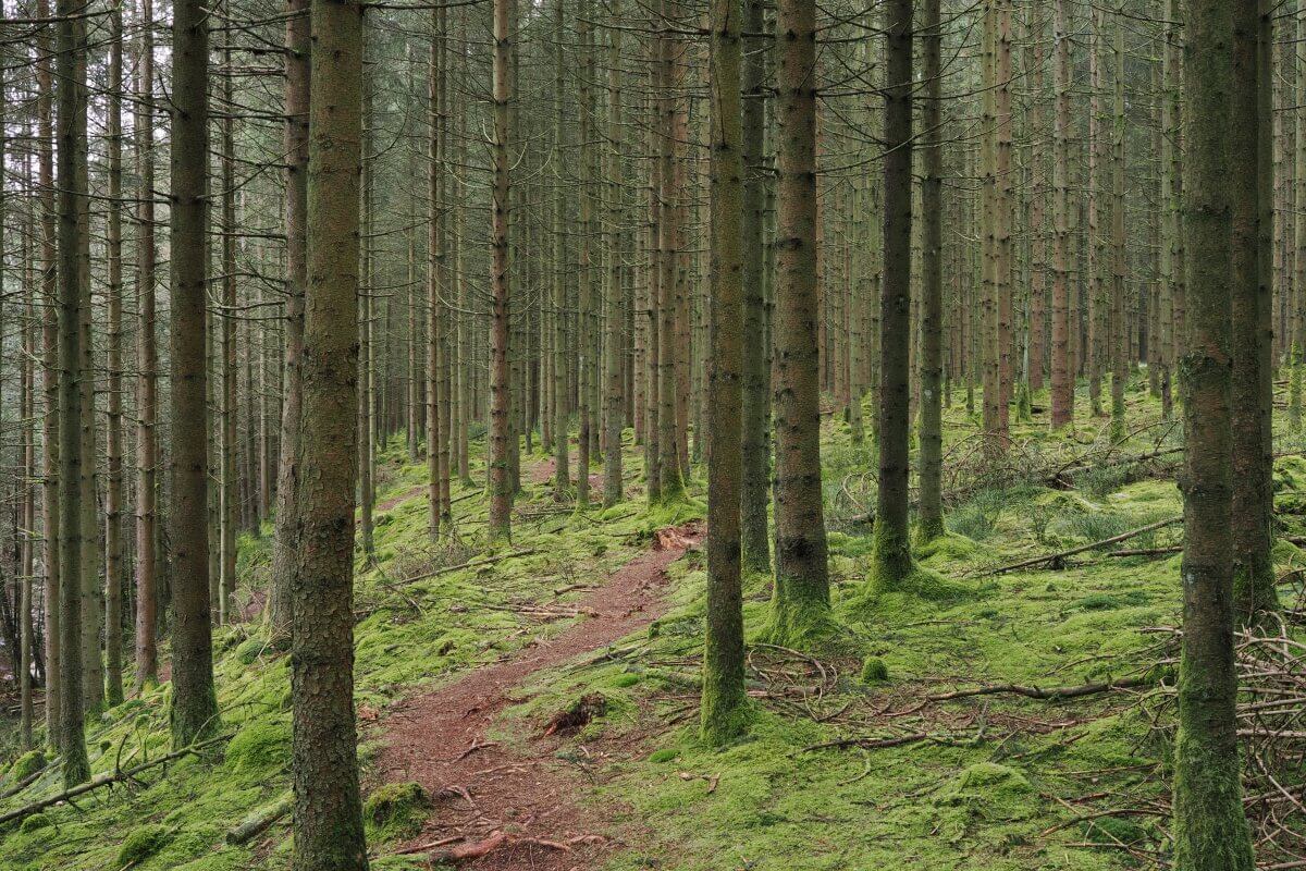 Ein Wald mit zahlreichen hohen, schlanken Bäumen und einem schmalen Feldweg auf einer Wanderung im Tal der Hoëgne. Der Boden ist mit üppigem grünem Moos bedeckt, während das Licht sanft durch die Baumkronen fällt.