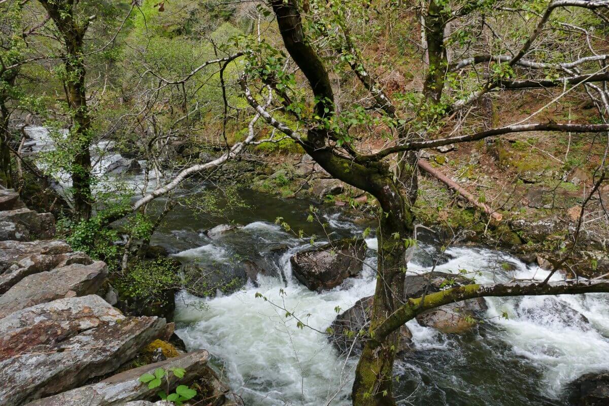 Ein Waldbach fließt schnell über Felsen, umgeben von Bäumen mit grünen Blättern. Äste und Steine rahmen das rauschende Wasser ein.