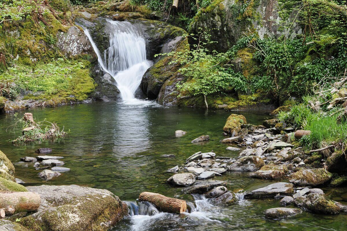 Ein kleiner Wasserfall fließt in einen klaren, felsigen Teich, umgeben von üppigem grünem Moos, Pflanzen und Bäume.