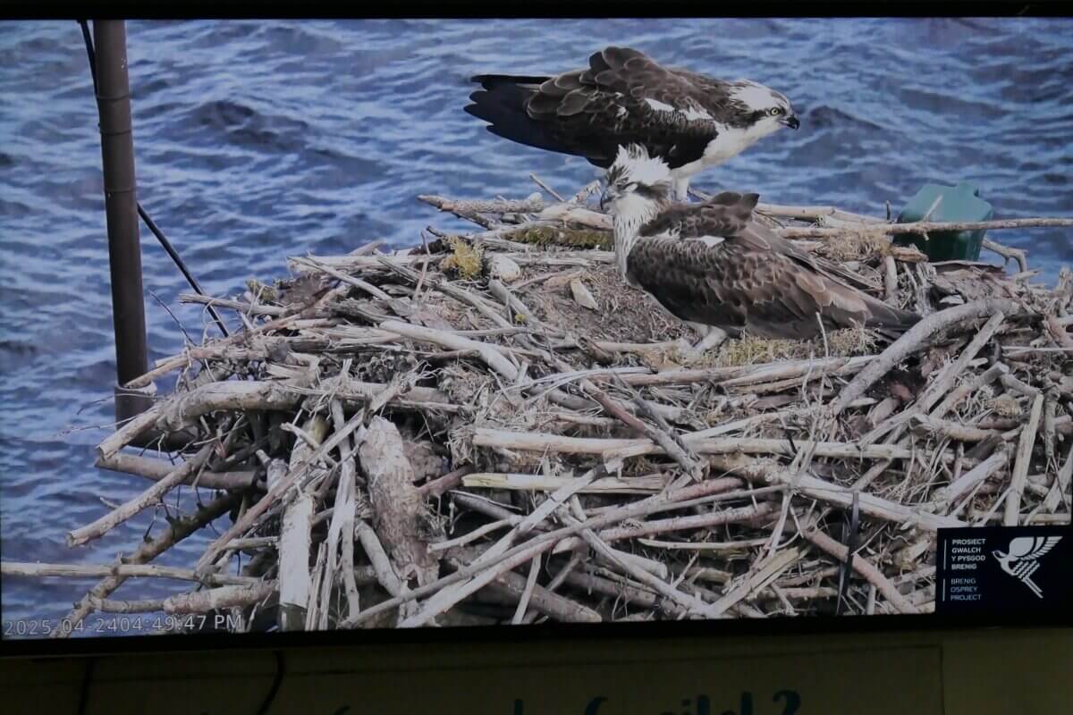 Zwei Fischadler in einem Nest über dem Wasser, abfotografiert von einem Bildschirm.