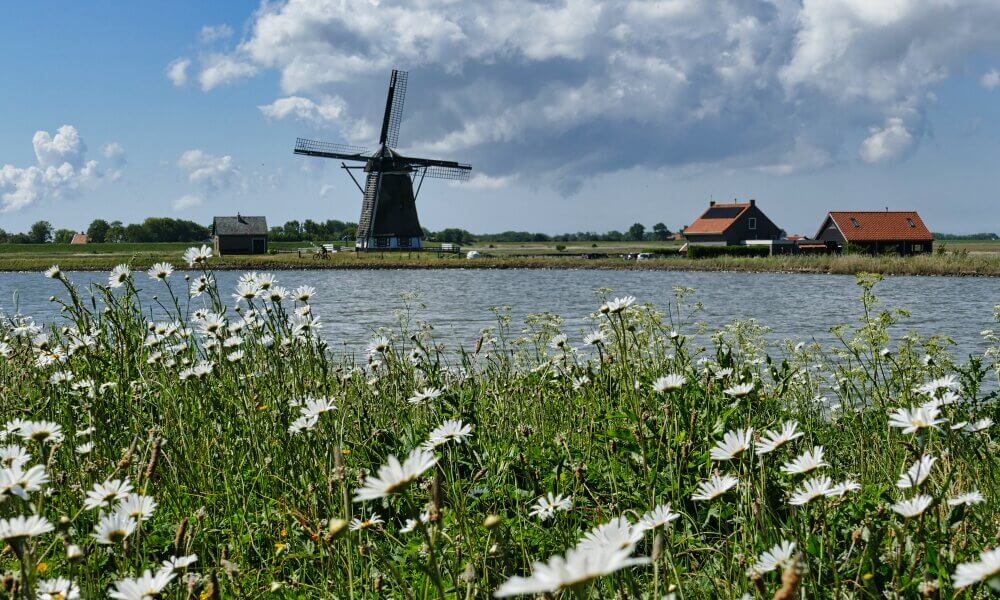 Windmühle am Wasser, im Vordergrund eine Margeritenwiese.