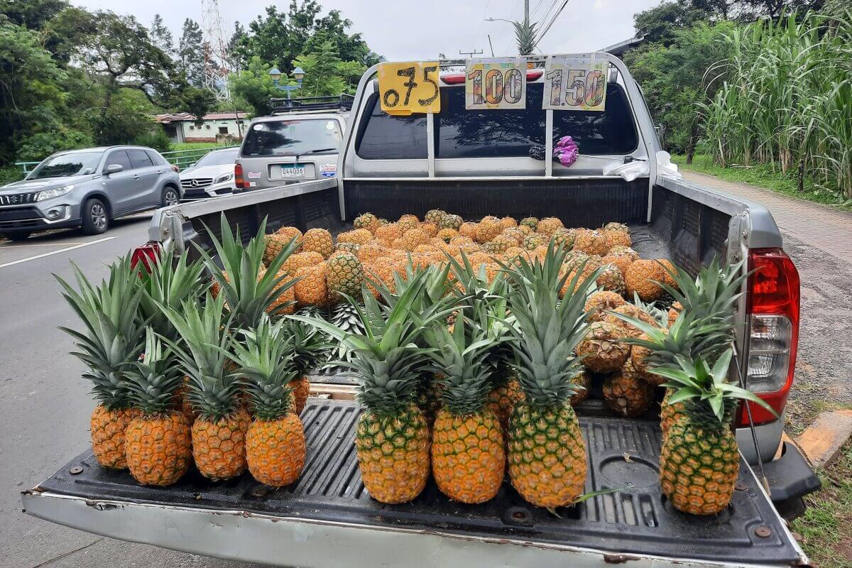 Ananas auf der Ladefläche eines Pick-ups