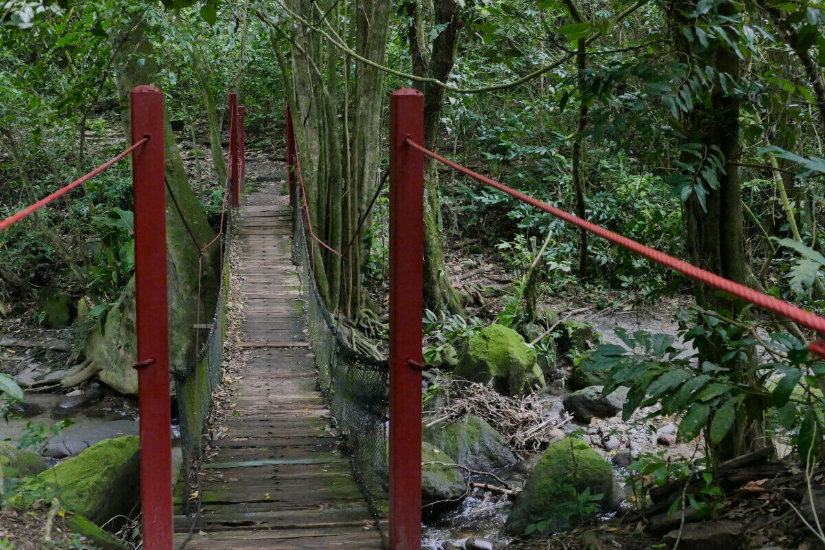 Hängebrücke mit roten Pfeilern im Dschungel.