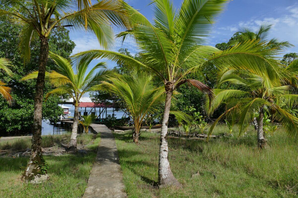 Palmen im Garten, im Hintergrund ist das Meer zu sehen
