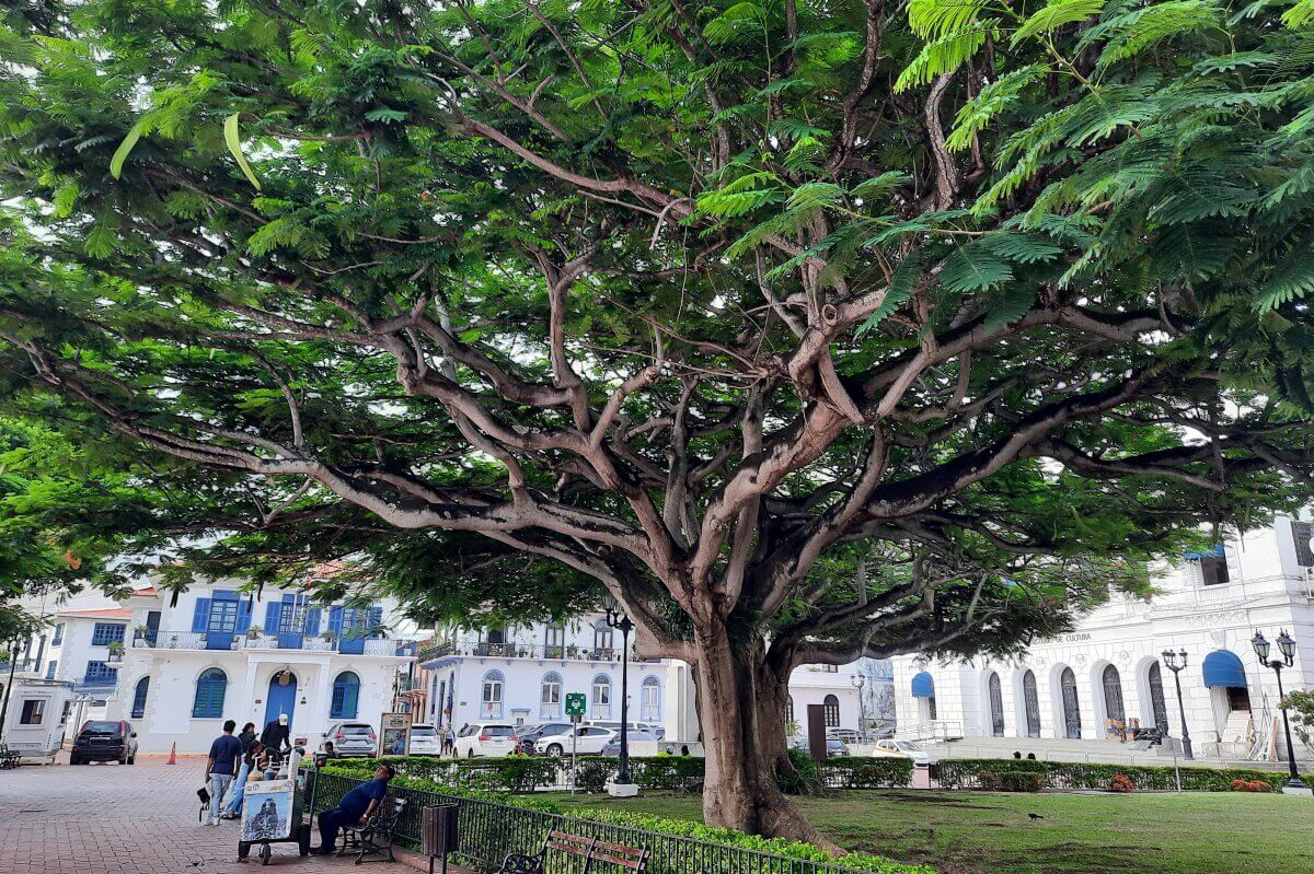 Weit ausladender Baum in der Altstadt von Panama-City.