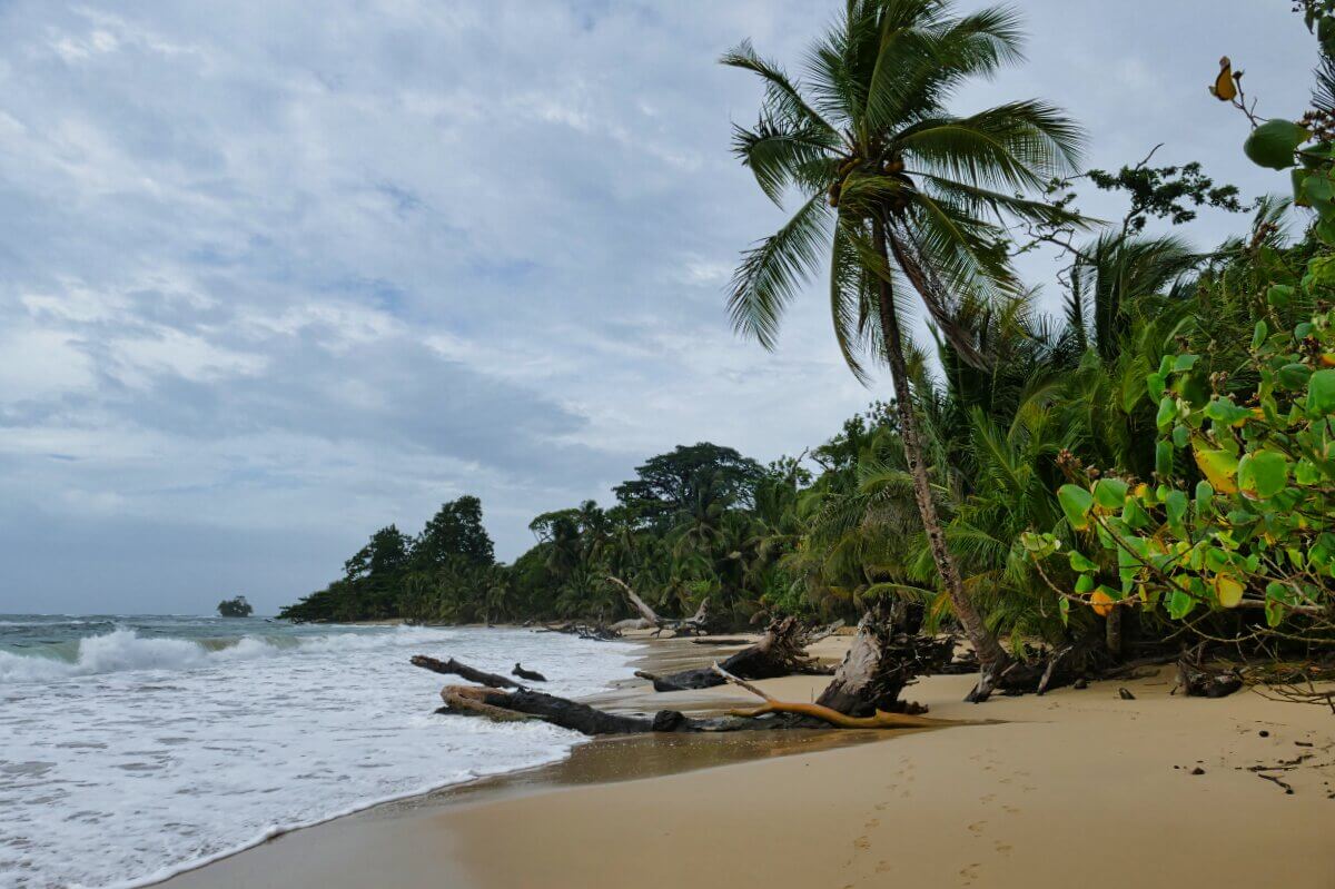 Tropischer Strand mit Palmen, Treibholz und Wellen unter einem bewölkten Himmel.