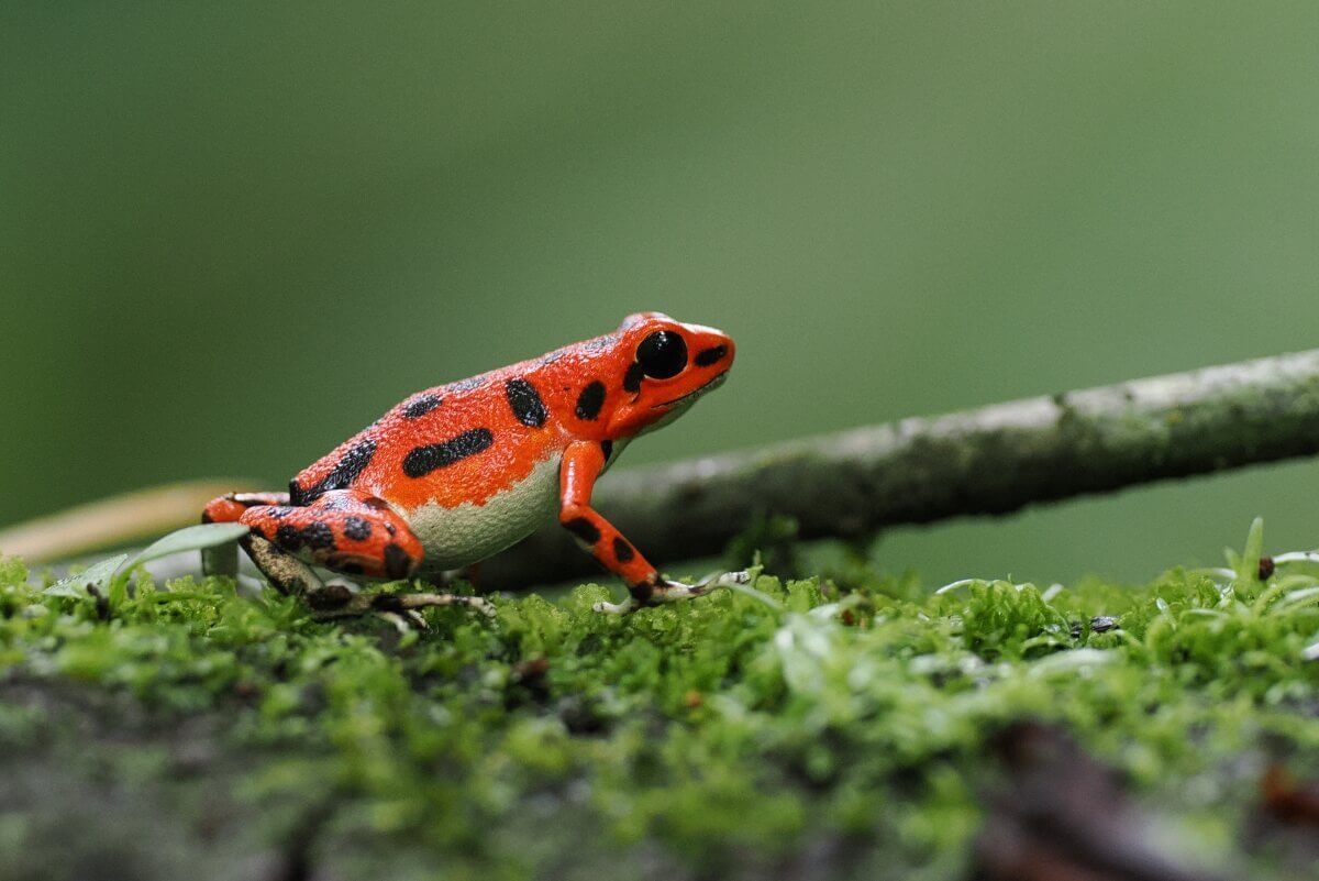 Roter Frosch sitzt auf Moos