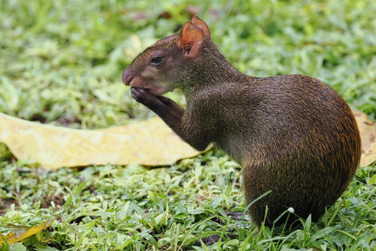 EIn Aguti frisst Früchte aus dem Garten