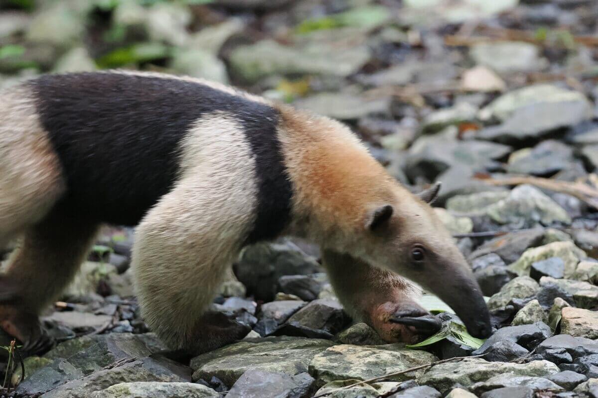 Ein Ameisenbär läuft über einen Steinweg.