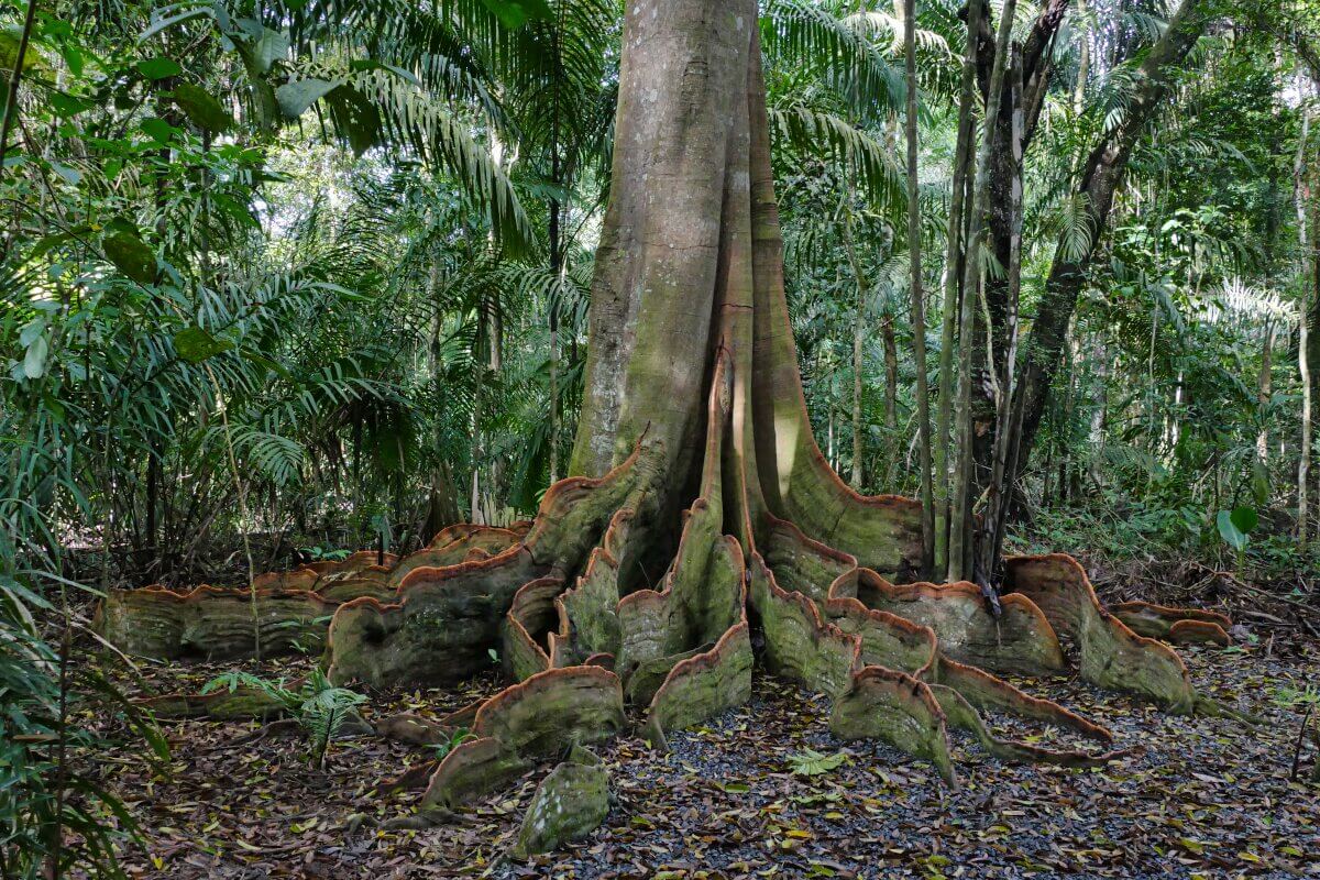 Großer Baum mit breiten, gewellten Wurzeln, die sich über den Waldboden in einem dichten, grünen Dschungel ausbreiten.