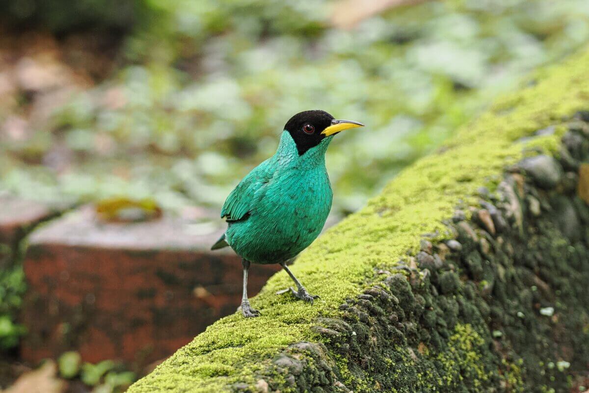 Ein leuchtend grüner Vogel mit schwarzem Kopf steht auf einem moosbewachsenen Betonvorsprung im Freien.