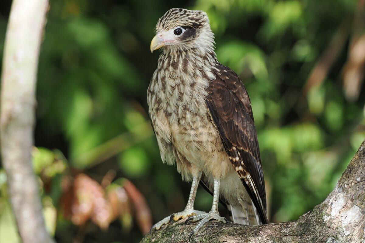 Ein braun-weißer Vogel mit gestreiften Federn sitzt auf einem Zweig vor einem grünen Hintergrund mit Blättern.