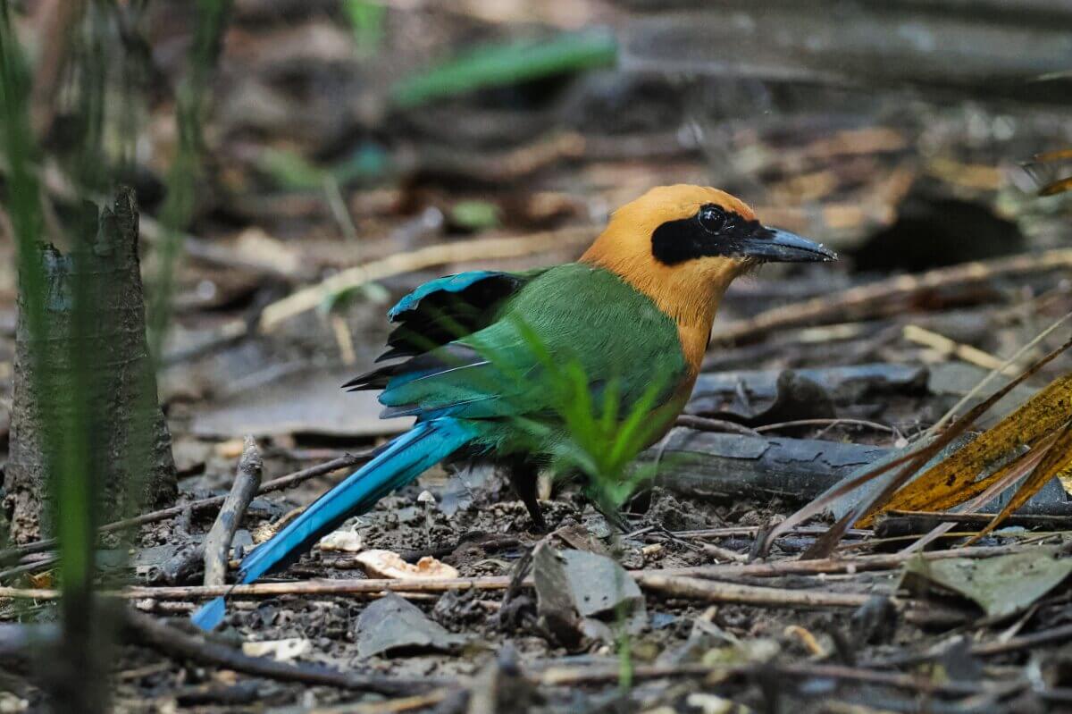 Ein bunter Vogel mit einem goldenen Kopf, einem grünen Körper und einem blauen Schwanz steht auf einem Waldboden mit Zweigen und Blättern.