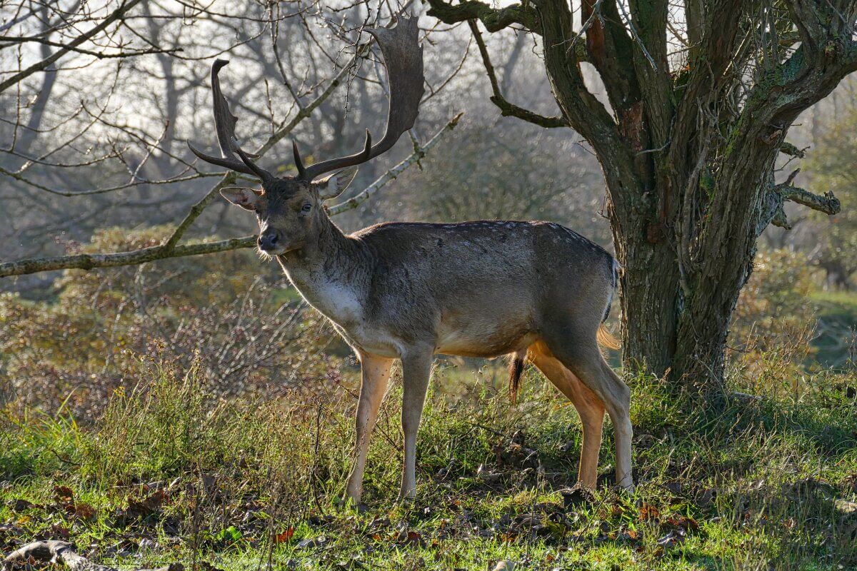 Ein Damhirsch mit großem Geweih steht an einem Baum.