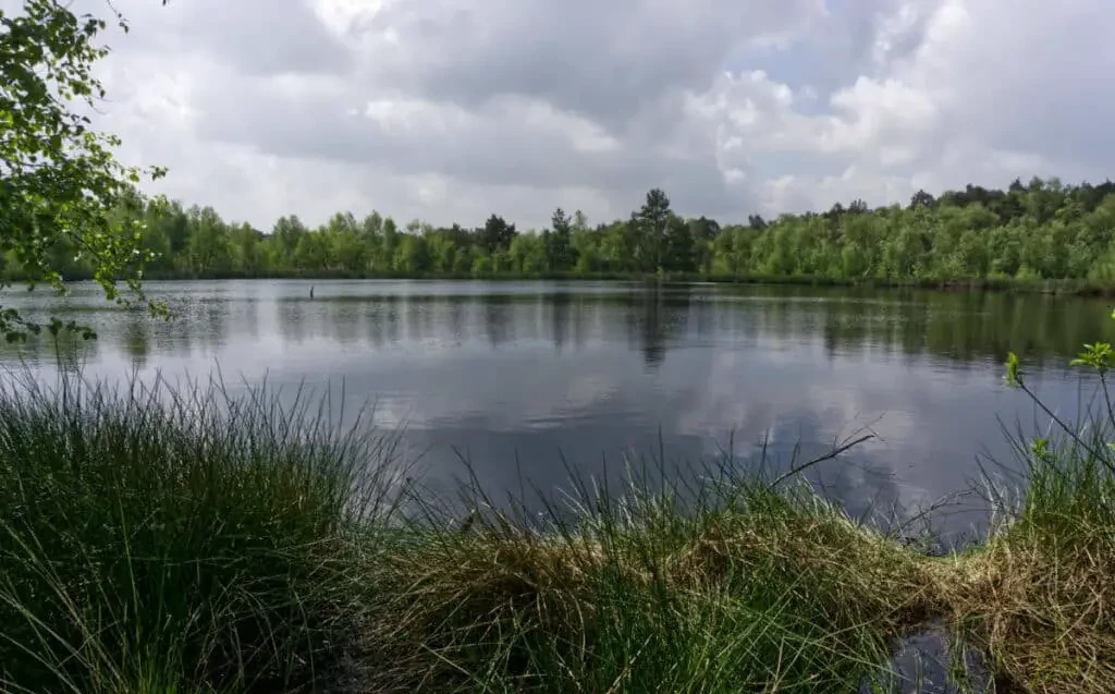 Ein ruhiger See, umgeben von grünen Bäumen und Gräsern unter einem bewölkten Himmel.