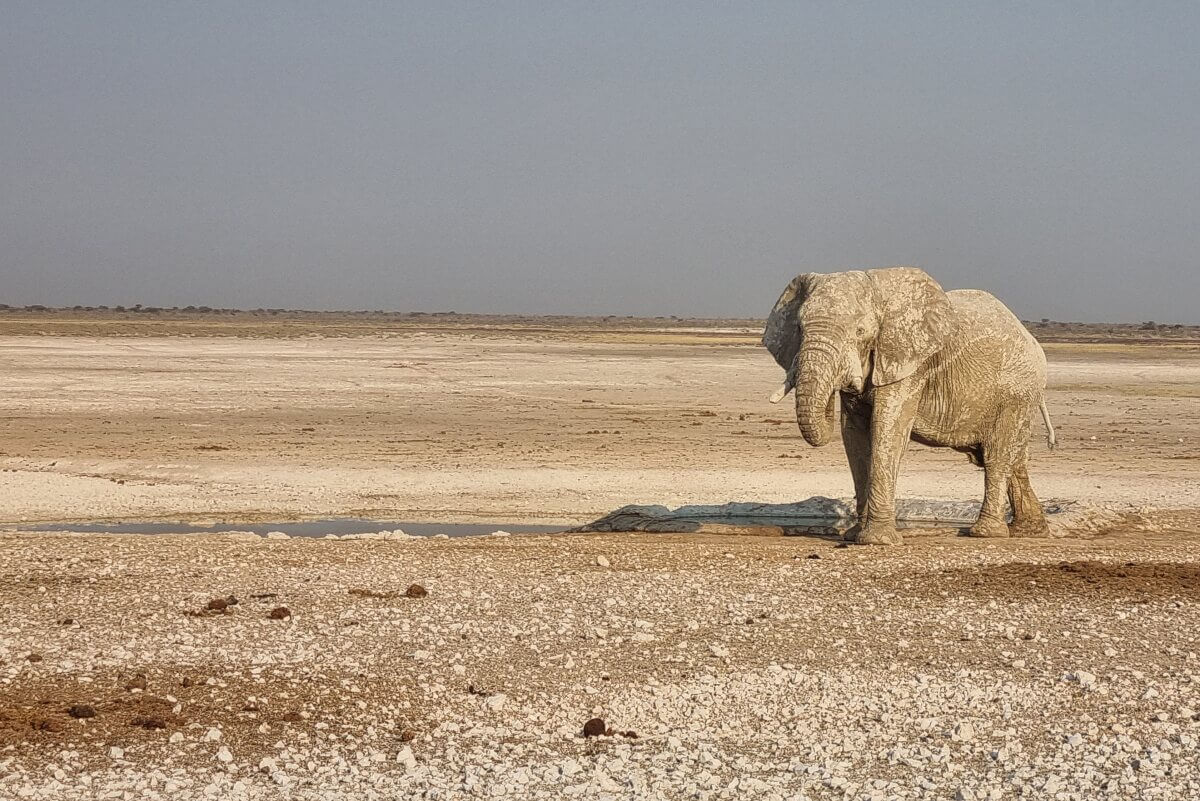 Ein afrikanischer Elefant in einer weiten Savanne.