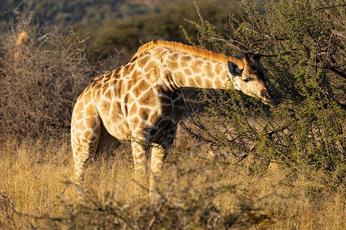 Giraffe frisst an einem Dornenbusch