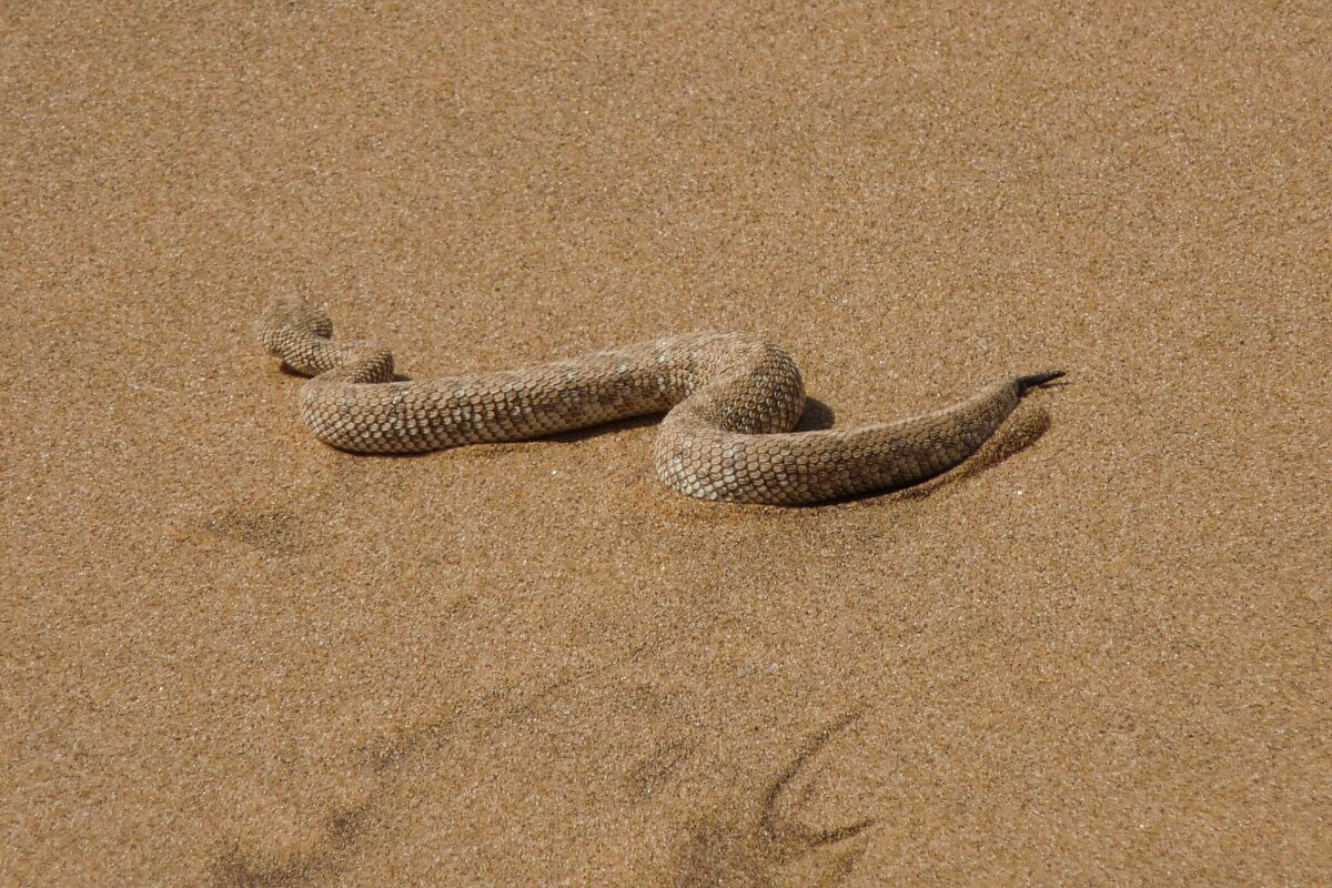 Eine Schlange windet sich durch den Wüstensand.