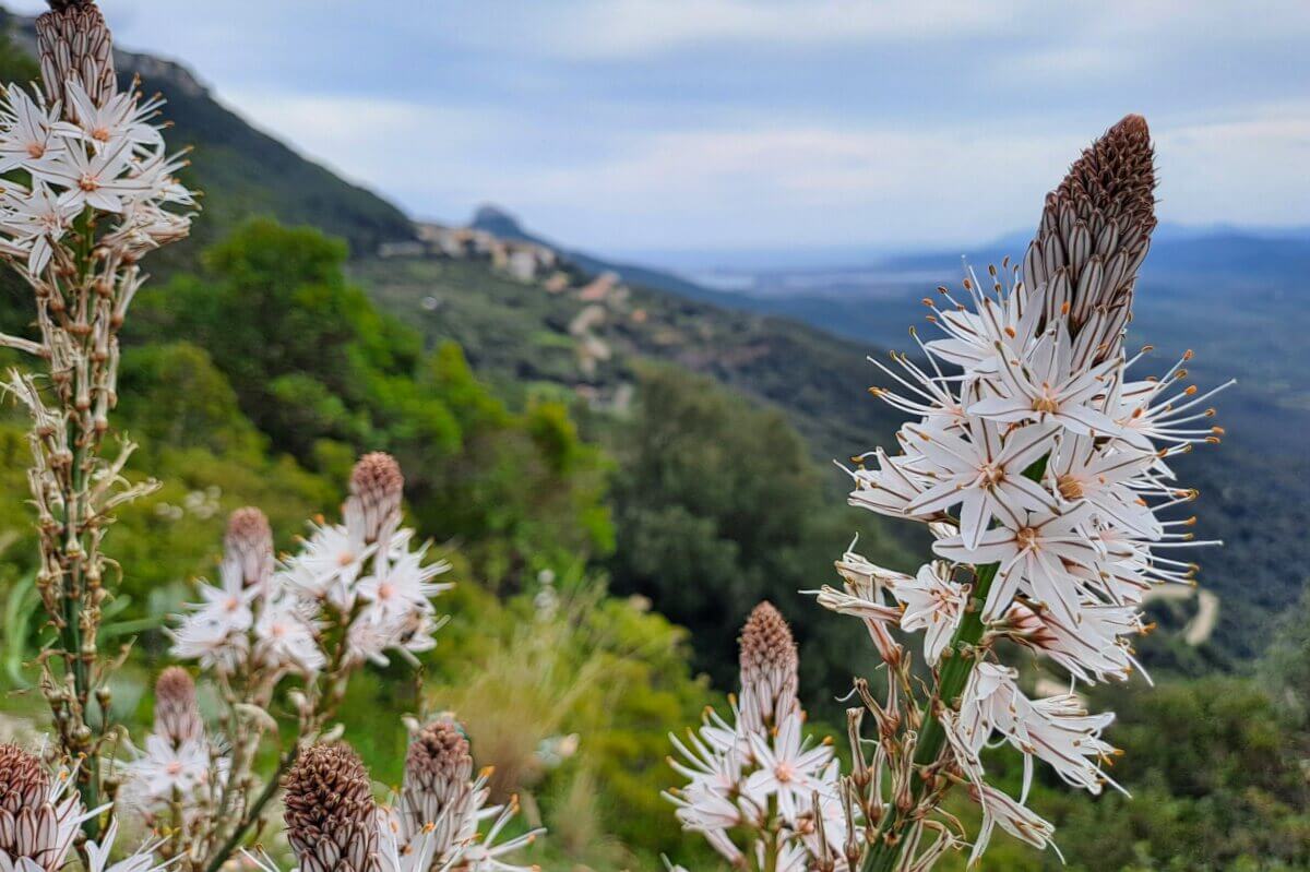 Nahaufnahme von weißen Wildblumen mit einer verschwommenen grünen Landschaft und fernen Bergen im Hintergrund.